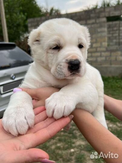 Щенки от лучших производителей