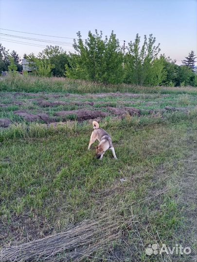 Собаки