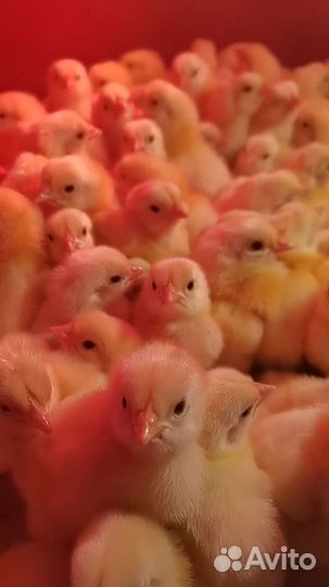 Цыплята бройлеры и инкубационное яйцо