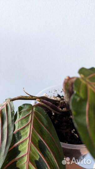 Маранта триколор