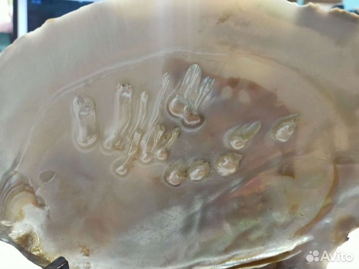 Сувенир ракушка жемчуг