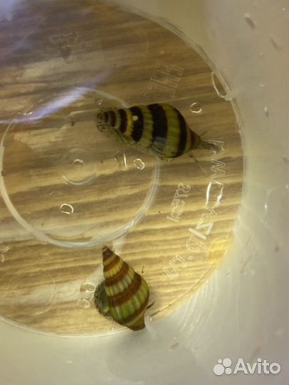 Улитка хелена