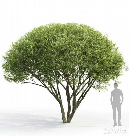 Ива самострижка