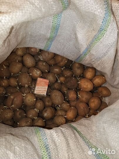 Картофель Сантэ