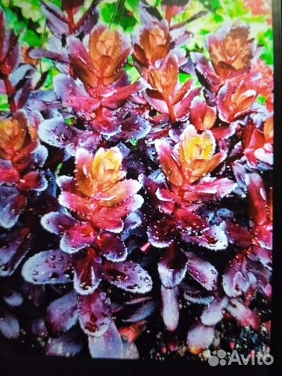 Растения для сада