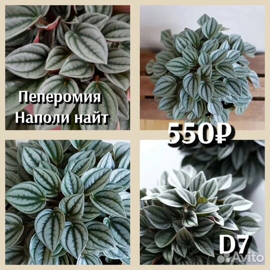 Пеперомия сорт
