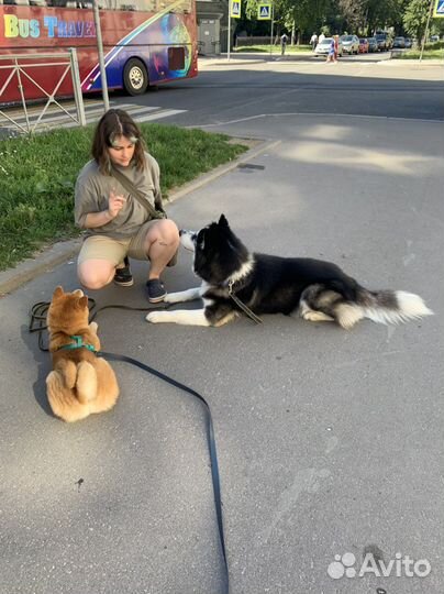 Зоопсихолог, гуманный кинолог