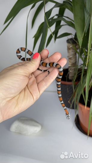 Королевская змея Alterna