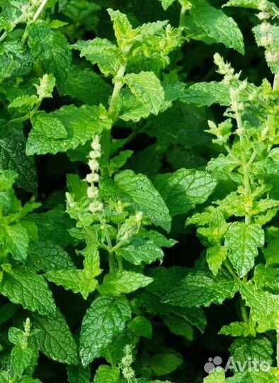 Экзотические сорта мяты, вкусно