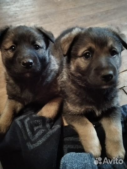 Щенки в добрые руки