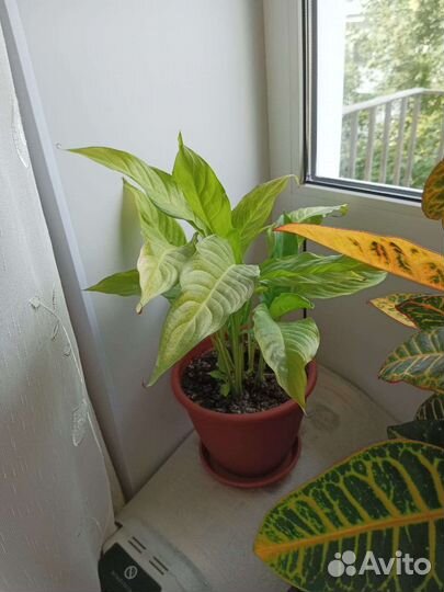 Цветы домашние в горшках