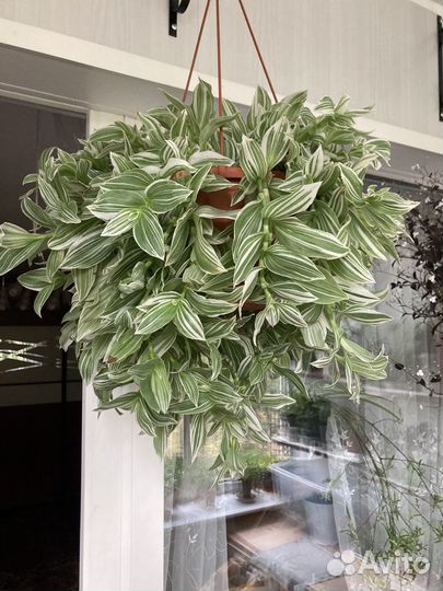 Традесканция