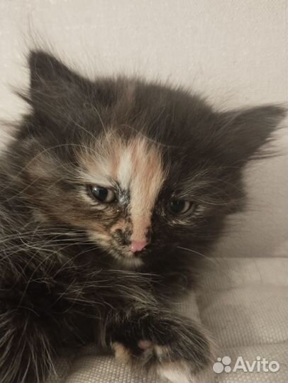 Красивые котята в добрые руки