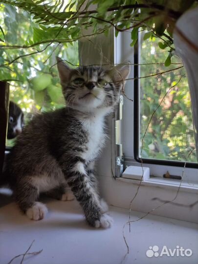 Котята в добрые руки