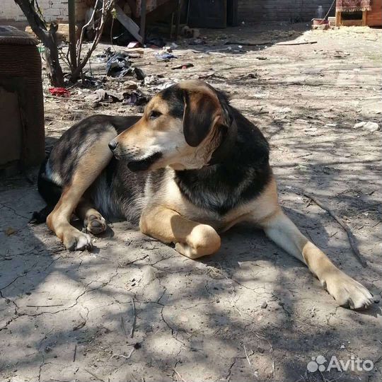 Собаки бесплатно в добрые руки