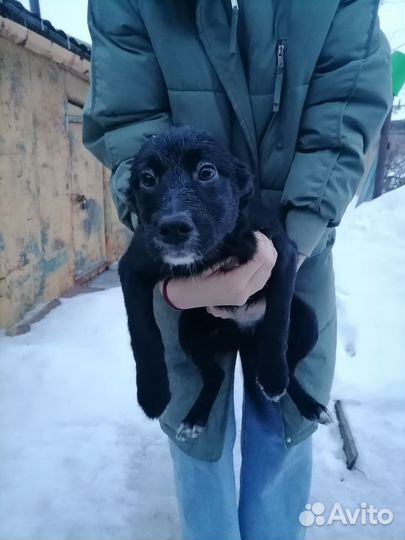 Щенки в добрые руки