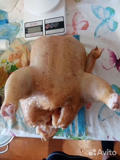 Мясо бройлера