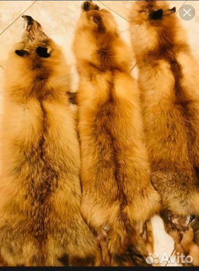 Шкуры лисы