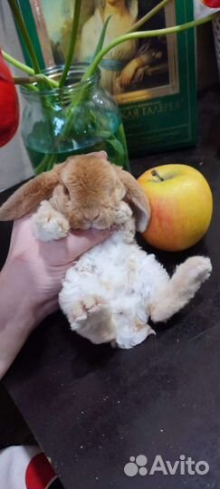 Декоративные карликовые крольчата