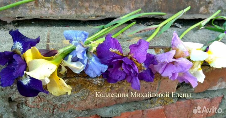 Ирисы сибирские разные