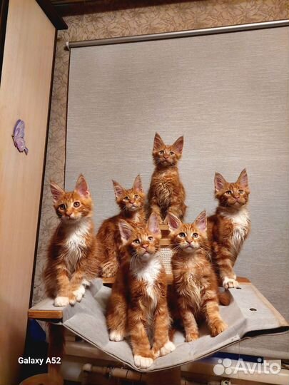 Котята мейн-кун