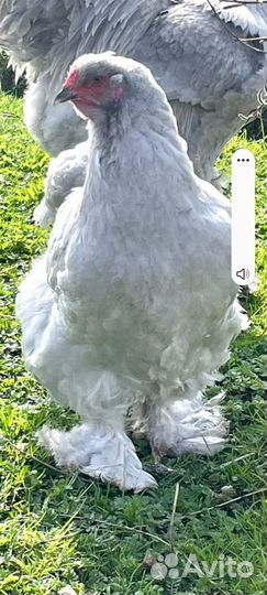 Куры Брама Лавандовый мрамор