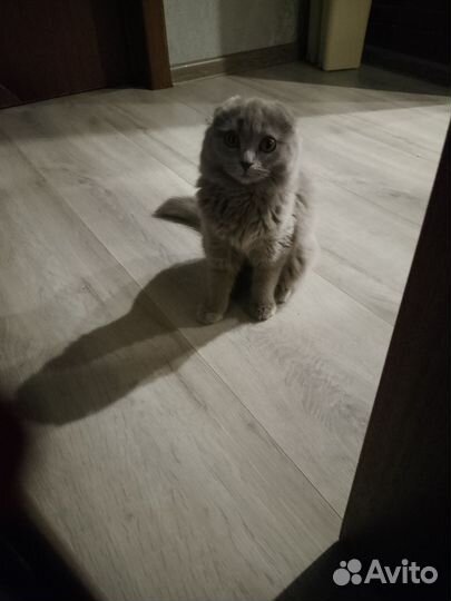 Шотландская вислоухая кошка серая