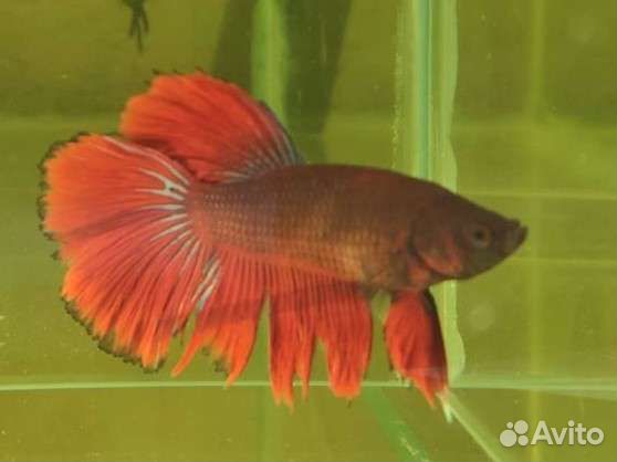 Рыбка петушок местного разведения 6 мес