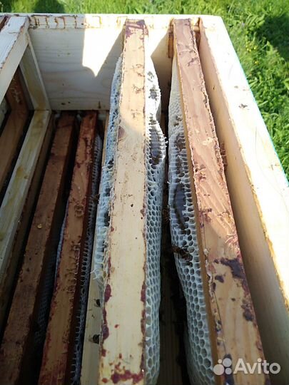 Пчелы, рой пчёл среднерусской породы