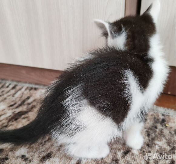 Котята в добрые руки 2 месяца