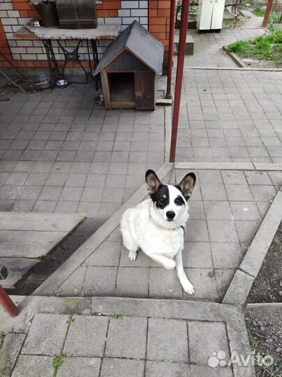 Пес