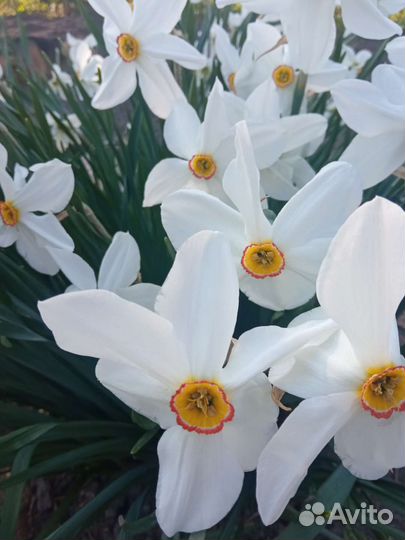 Нарцисс с запахом