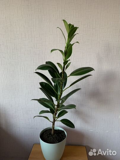 Фикус каучуконосный большой