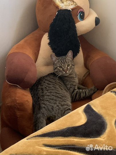 Котик в добрые руки