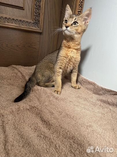 Котята чаузи
