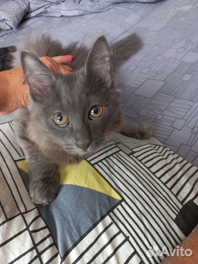 Котик 4 месяца