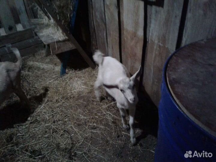 Заано-нубийский козлик