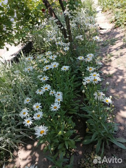 Ромашка садовая