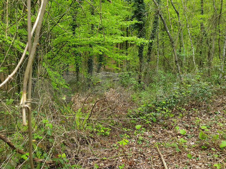 Участок 4,6 сот. (СНТ, ДНП)