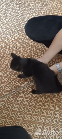 Котëнок в хорошие руки