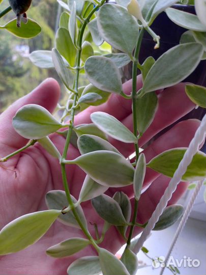 Ампельные суккуленты