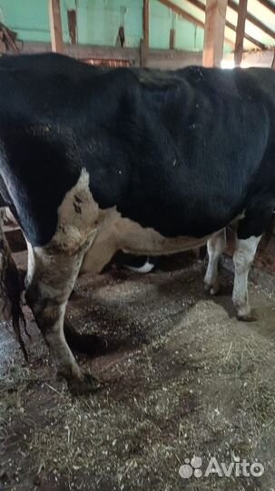 Корова дойная