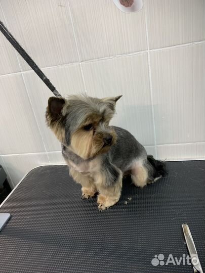 Груминг грумер стрижка собак