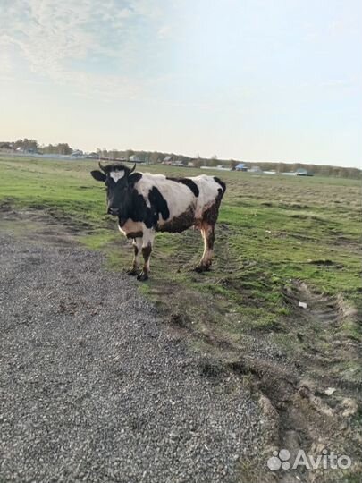 Бычки, корова с телёнком