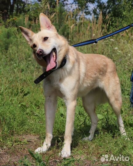 Собака Мирта