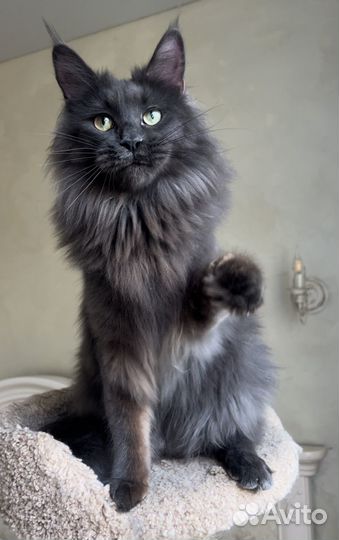 Кошки мейн-кун