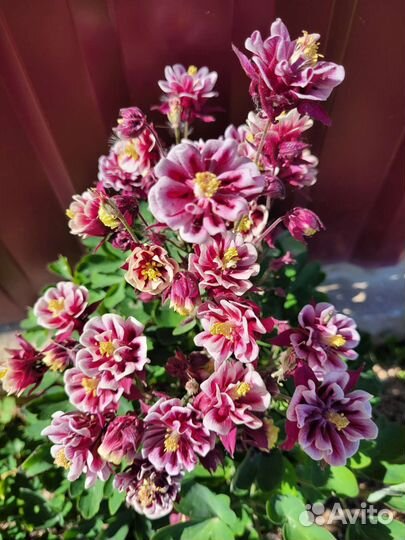 Аквилегия (водосбор)