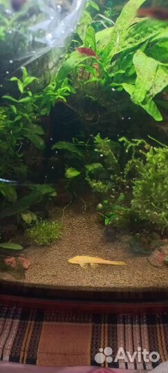 Аквариумные рыбки