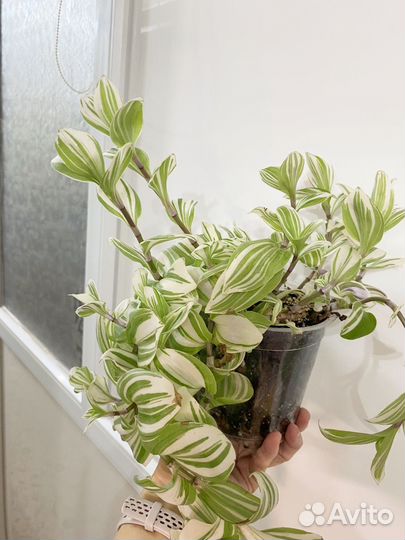 Традесканция микс