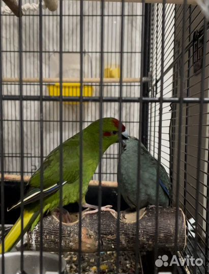 Попугай какарик (девочка)